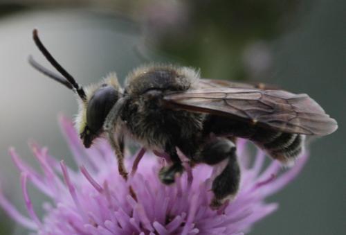 Macropis europaea